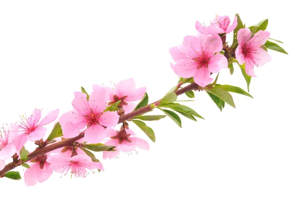 Peach Blossoms — Stockfoto