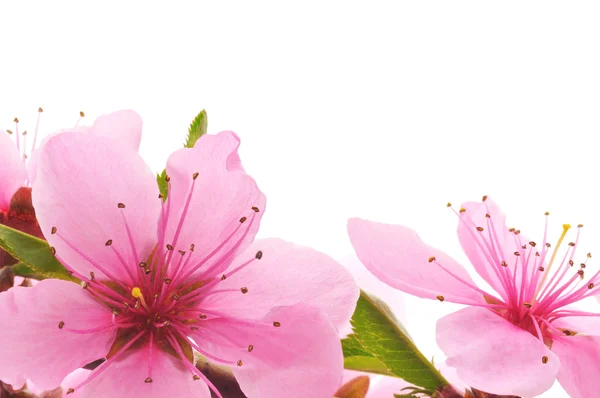 Broskvové květy — Stock fotografie