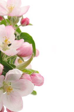 Apple Blossoms. clipart