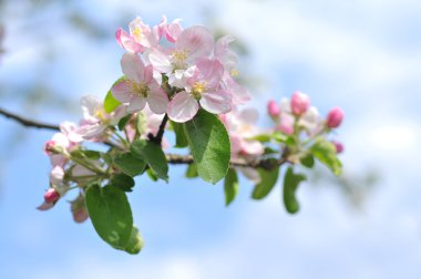 Apple tree blossom clipart