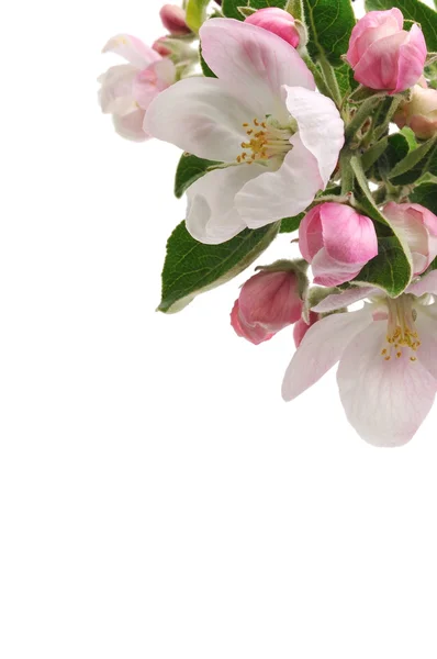 Jabloňové květy. — Stock fotografie