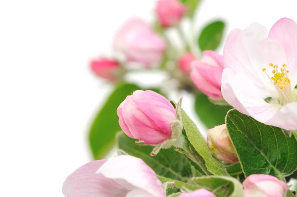 Jabloňové květy. — Stock fotografie