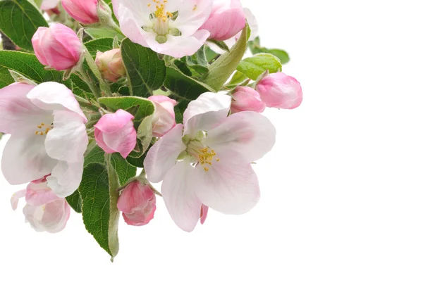 Apple kwiaty. — Zdjęcie stockowe