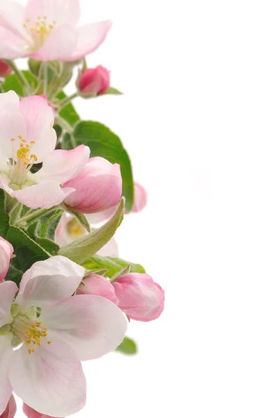 Apple kwiaty. — Zdjęcie stockowe