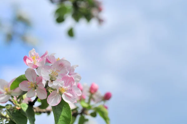 Fiore di melo — Foto Stock