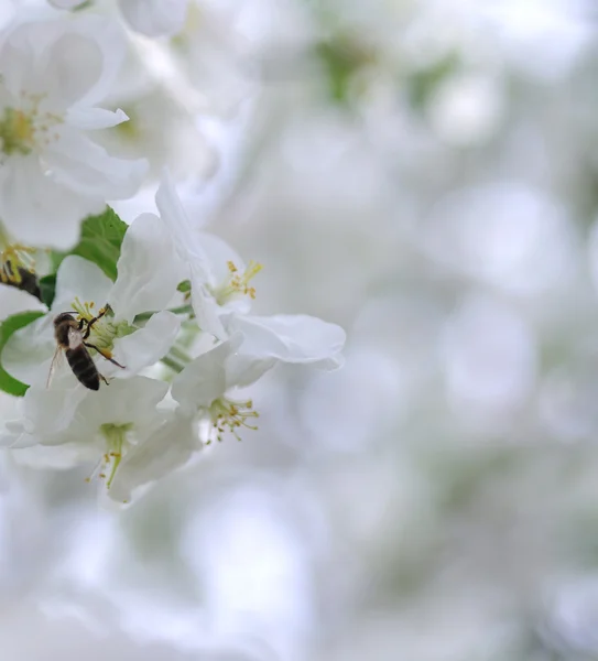 Elma ağacı üzerinde arı — Stok fotoğraf