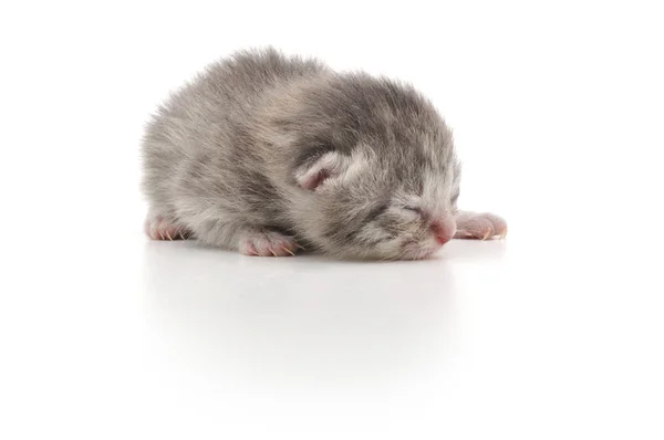 Gattino appena nato — Foto Stock