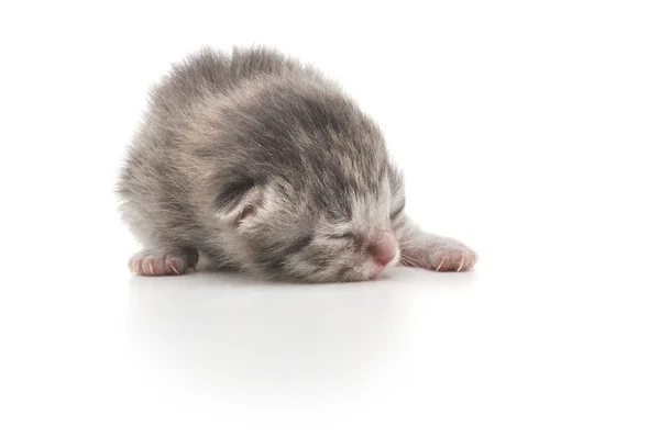 新生的小猫 — 图库照片