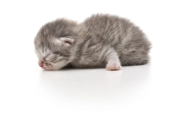 新生的小猫 — 图库照片