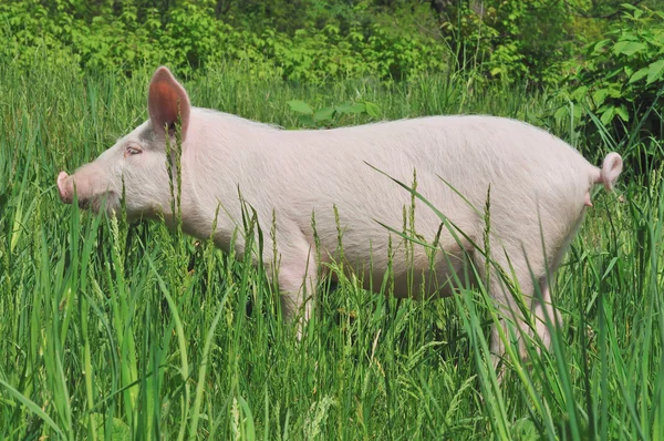 Cerdo pequeño — Foto de Stock