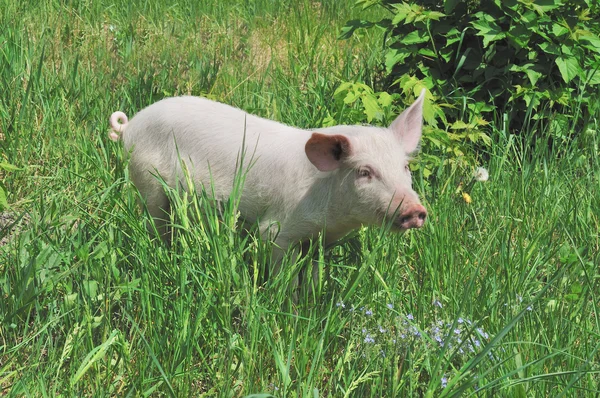 Petit porc — Photo