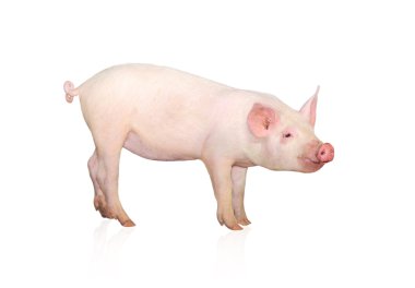 Pig clipart