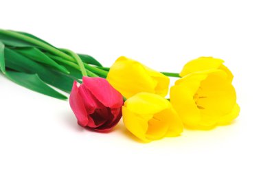 Tulips clipart