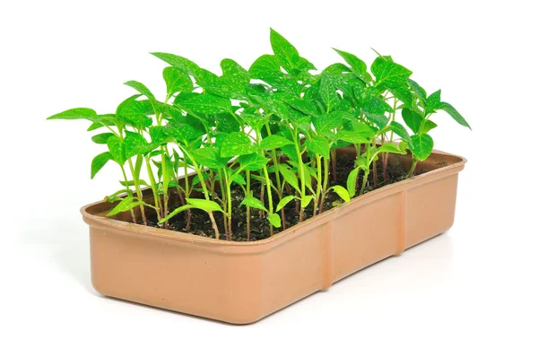 Plantas de semente pimenta — Fotografia de Stock