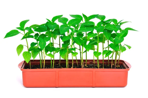 Seedlings pepper — Stock Photo, Image