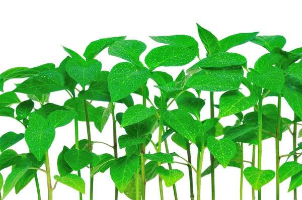 Plantor peppar — Stockfoto