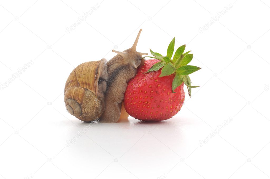 Snail and strawberries