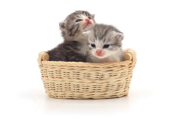 Sepet içinde izole kedi yavruları — Stok fotoğraf