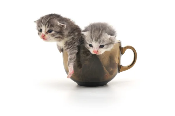 Котята в чашке — стоковое фото
