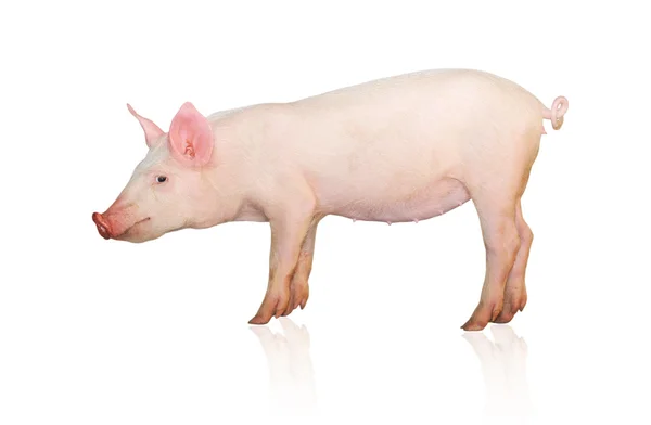 猪 — 图库照片