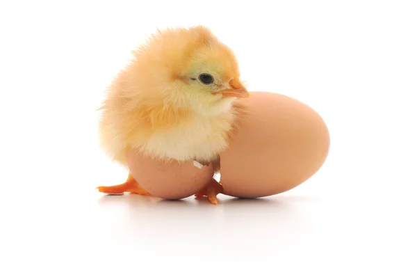 鶏と卵の殻 — ストック写真