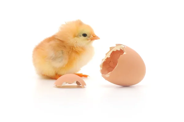 Kurczaka i jaj shell — Zdjęcie stockowe