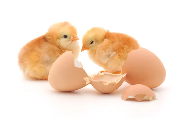 Galinhas e uma casca de ovo — Fotografia de Stock