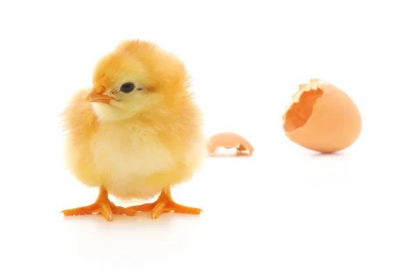 Κοτόπουλο και ένα κέλυφος αυγού — Φωτογραφία Αρχείου