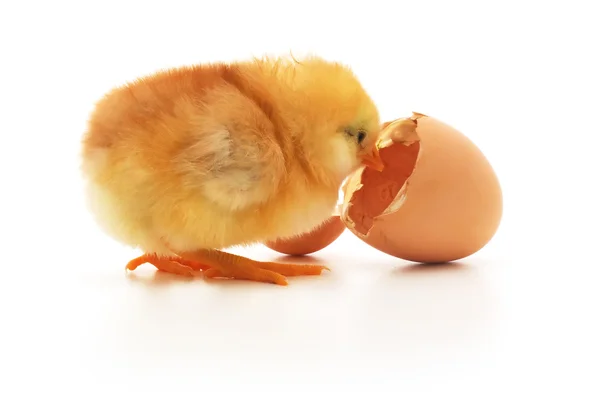 Pollo y cáscara de huevo — Foto de Stock