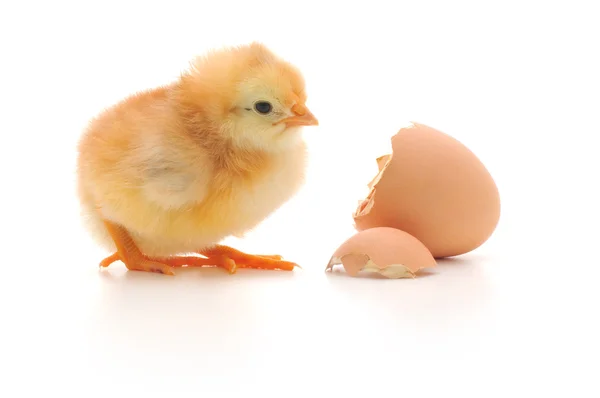 Kip en een ei shell — Stockfoto