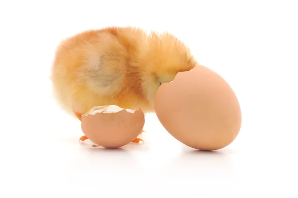 Chicken and an egg shell — Stock Photo, Image
