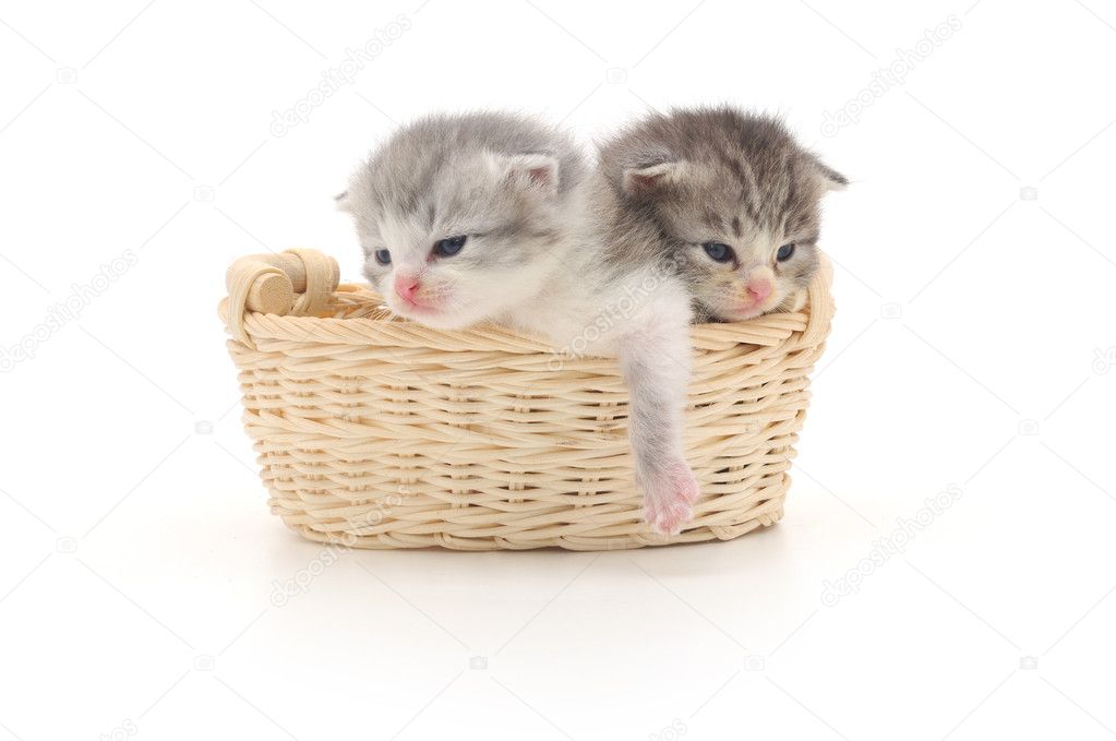 Isolated Kittens in Basket