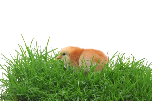 Chick in grass — Stock Photo, Image