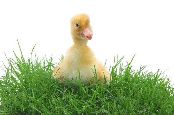 Çimen ördek — Stok fotoğraf