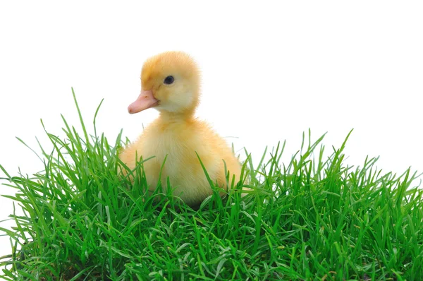 Pato en la hierba — Foto de Stock