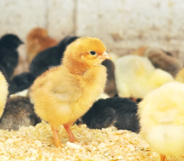 Gruppo di pulcini in allevamento di polli — Foto Stock