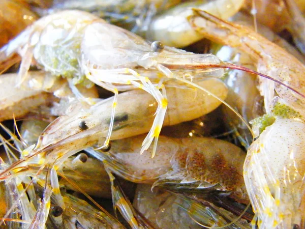 The shrimp — Stock Photo, Image