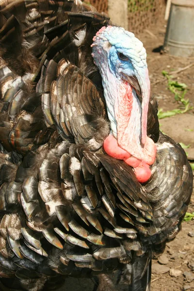 Turkey-cock — Stock Photo, Image