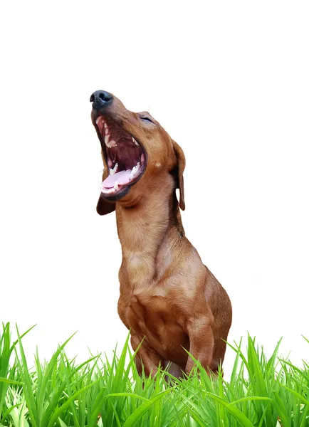 Śmiejąc się pies — Zdjęcie stockowe