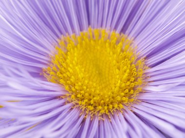 Leylak çiçeği. Makro. seçici odak.