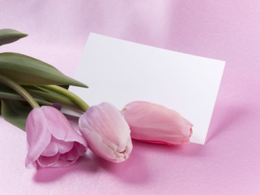 kart ve Lale pembe bir arka plan üzerinde