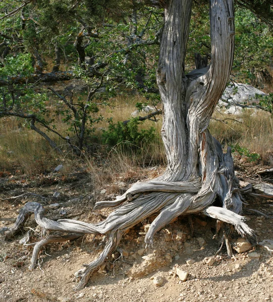 Juniper um tronco de árvore — Fotografia de Stock