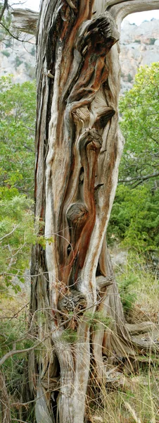 El enebro el tronco del árbol —  Fotos de Stock
