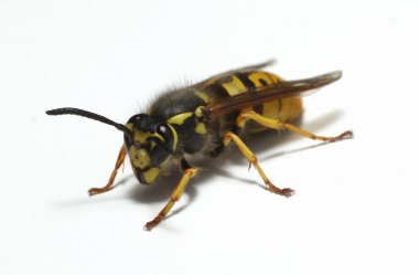 yaban arısı