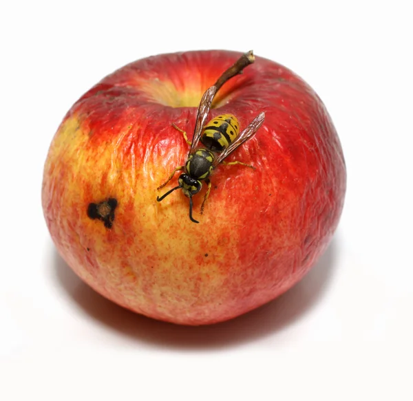 Оса на червоному яблуці — стокове фото