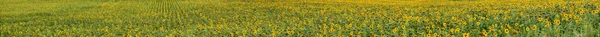 Câmp cu floarea-soarelui — Fotografie, imagine de stoc