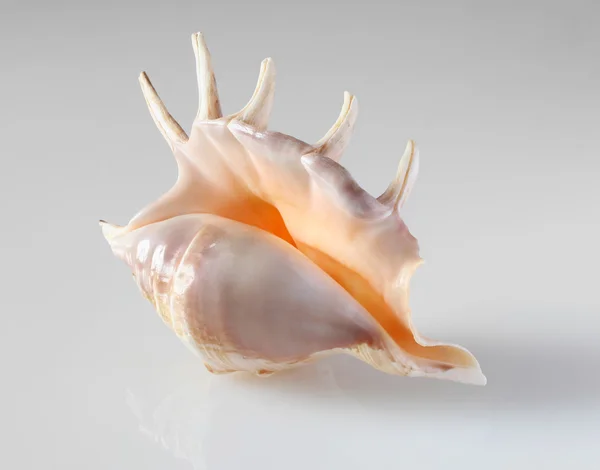 stock image Shell