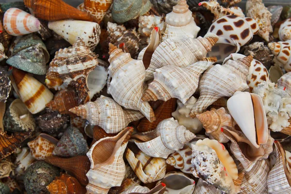 stock image Seashell