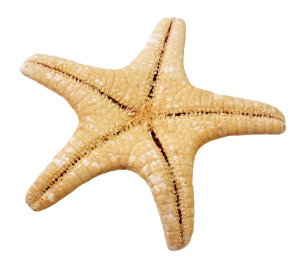 Starfish geïsoleerd — Stockfoto