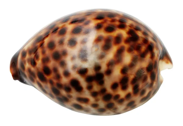Моллюски-моллюски — стоковое фото